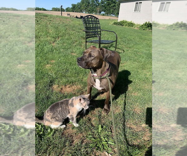 Medium Photo #6 Mountain Cur-Staffordshire Bull Terrier Mix Puppy For Sale in Shermans Dale, PA, USA