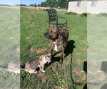 Small #5 Mountain Cur-Staffordshire Bull Terrier Mix