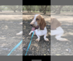 Small Photo #4 Basset Hound Puppy For Sale in ORLAND, CA, USA