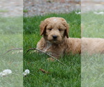 Image preview for Ad Listing. Nickname: Sirius
