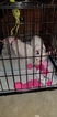 Small Photo #119 Bull Terrier Puppy For Sale in JACKSON, MI, USA