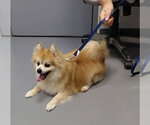Bijou - in a foster home - Male Pomeranian Dog for Adoption - Small photo