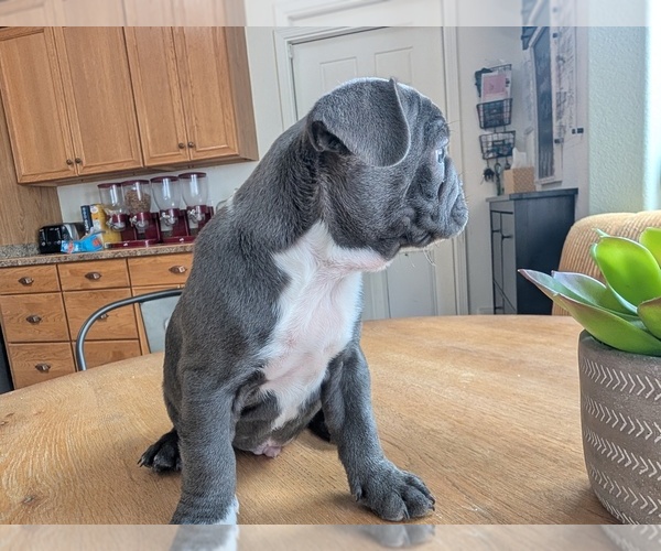 Medium Photo #11 Faux Frenchbo Bulldog Puppy For Sale in LAS CRUCES, NM, USA