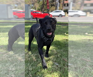 Ralphie - Male Labrador Retriever-Unknown Mix Dog for Adoption - Photo #5