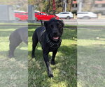 Small Photo #5 Labrador Retriever-Unknown Mix Puppy For Sale in Lake Elsinore, CA, USA