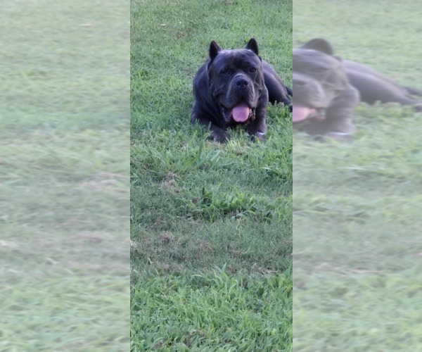 Medium Photo #4 Cane Corso Puppy For Sale in GAFFNEY, SC, USA