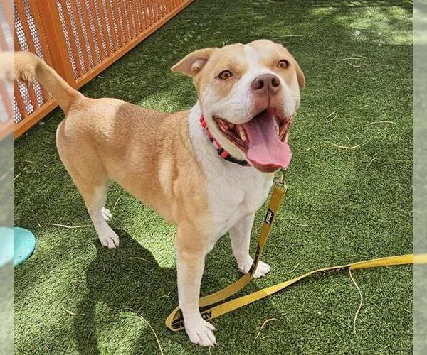 Medium Photo #1 American Pit Bull Terrier-Unknown Mix Puppy For Sale in Las Vegas, NV, USA