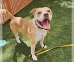 Small American Pit Bull Terrier Mix