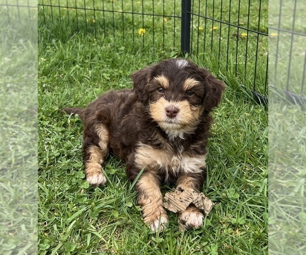 Medium Photo #3 Miniature Bernedoodle Puppy For Sale in NORTH VERNON, IN, USA