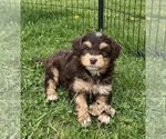 Small Photo #3 Miniature Bernedoodle Puppy For Sale in NORTH VERNON, IN, USA