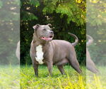 Small #1 American Pit Bull Terrier