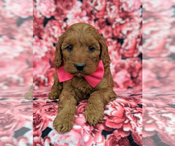 Medium Photo #6 Goldendoodle Puppy For Sale in LINCOLN UNIV, PA, USA