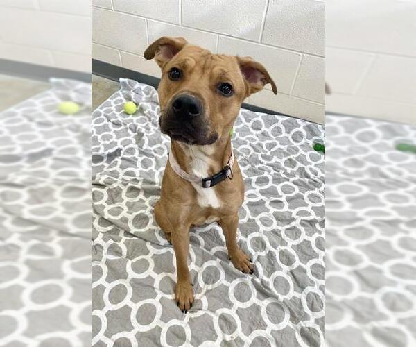 Medium Photo #1 Mutt Puppy For Sale in Fort Wayne, IN, USA