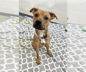 Mutt Dogs for adoption in Fort Wayne, IN, USA