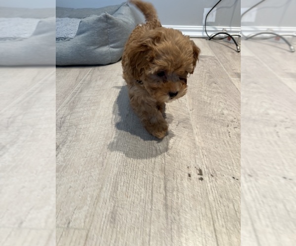 Medium Photo #1 Poodle (Toy)-ShihPoo Mix Puppy For Sale in FARMINGTON, MI, USA