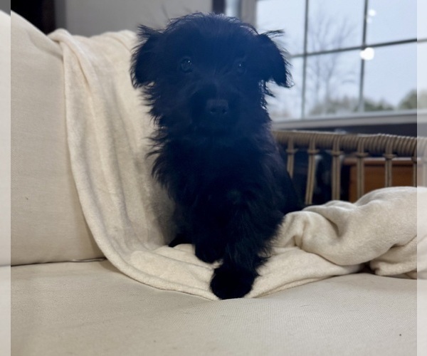 Medium Photo #15 YorkiePoo Puppy For Sale in BREMEN, IN, USA