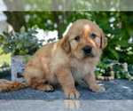 Small #2 Golden Retriever