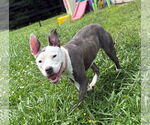 Small #6 American Pit Bull Terrier