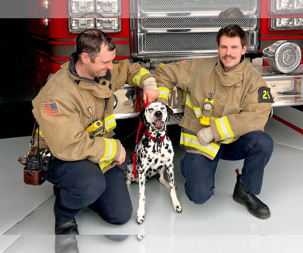 Medium Photo #4 Dalmatian Puppy For Sale in Sandy, UT, USA