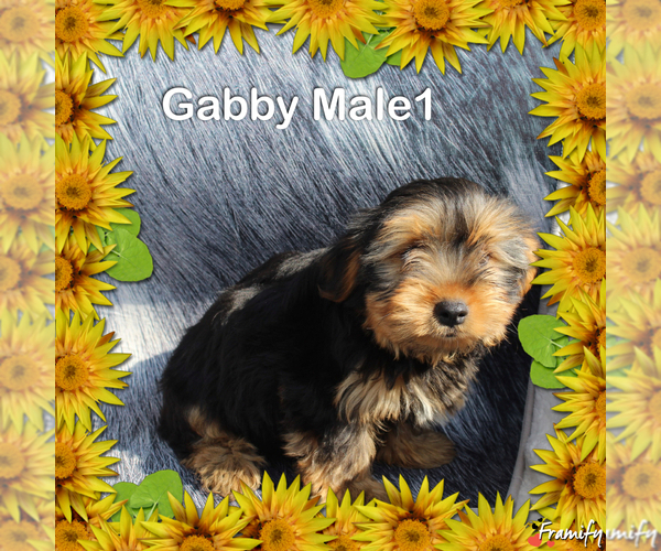 Medium Photo #4 Yorkshire Terrier Puppy For Sale in SCOTTSVILLE, KY, USA