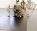 Small #6 Pomeranian