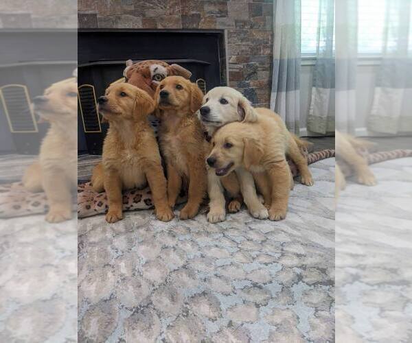 Medium Photo #1 English Cream Golden Retriever Puppy For Sale in SACRAMENTO, CA, USA