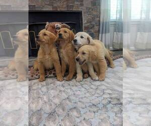 English Cream Golden Retriever Puppy for sale in SACRAMENTO, CA, USA