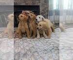 Small English Cream Golden Retriever