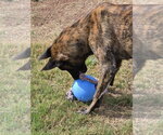Small #3 Holland Shepherd Mix