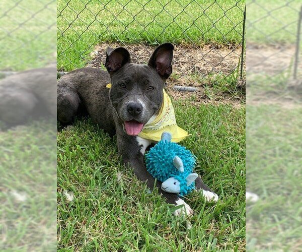 Medium Photo #4 Catahoula Leopard Dog-Unknown Mix Puppy For Sale in San Leon, TX, USA