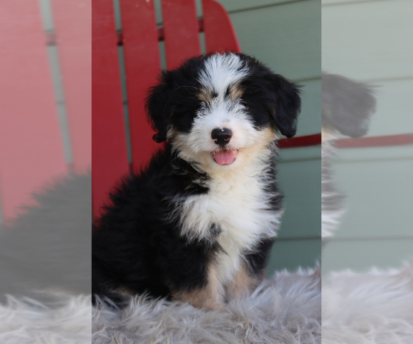 Medium Photo #3 Miniature Bernedoodle Puppy For Sale in ITASCA, TX, USA