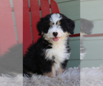 Small Photo #3 Miniature Bernedoodle Puppy For Sale in ITASCA, TX, USA