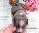 Small #6 Chiweenie-Poodle (Toy) Mix