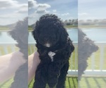 Small Photo #57 Miniature Bernedoodle Puppy For Sale in AUBURNDALE, FL, USA