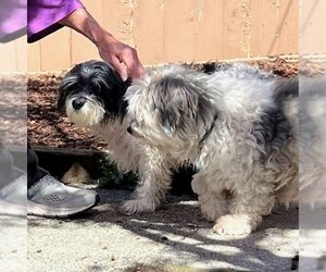 Havanese-Unknown Mix Dogs for adoption in Sequim, WA, USA