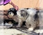 Small Photo #1 Havanese-Unknown Mix Puppy For Sale in Sequim, WA, USA
