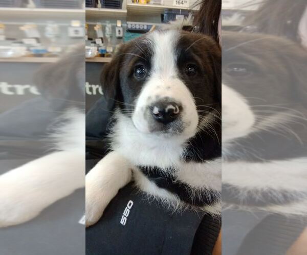 Medium Photo #1 Bordernese Puppy For Sale in Palatine/Kildeer/Buffalo grove, IL, USA