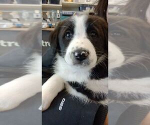 Bordernese Dogs for adoption in Palatine/Kildeer/Buffalo grove, IL, USA