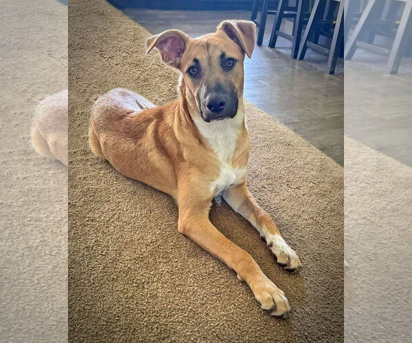 Medium Photo #3  Puppy For Sale in , 