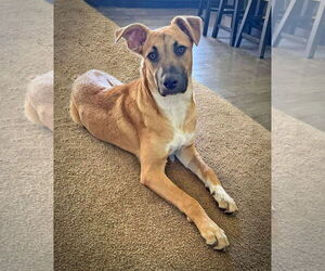 Unknown-white german shepherd Mix Dogs for adoption in Hoffman Estates, IL, USA
