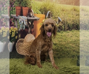 Mother of the Goldendoodle (Miniature) puppies born on 07/18/2026
