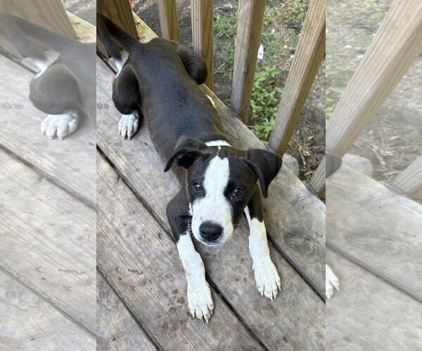 Medium Photo #1 Mutt Puppy For Sale in Mount Pleasant, SC, USA