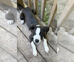 Small Mutt