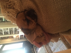 French Bulldog Puppy for sale in GAINESVILLE, GA, USA