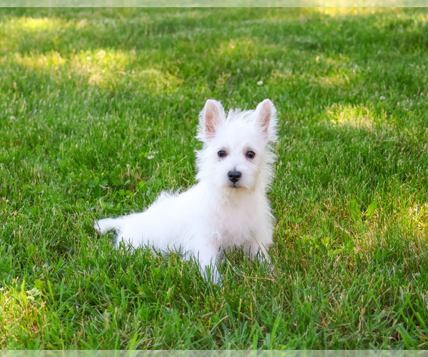 Medium Photo #4 West Highland White Terrier Puppy For Sale in SYRACUSE, IN, USA