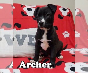 American Pit Bull Terrier-German Shepherd Dog Mix Dogs for adoption in Port Clinton, OH, USA