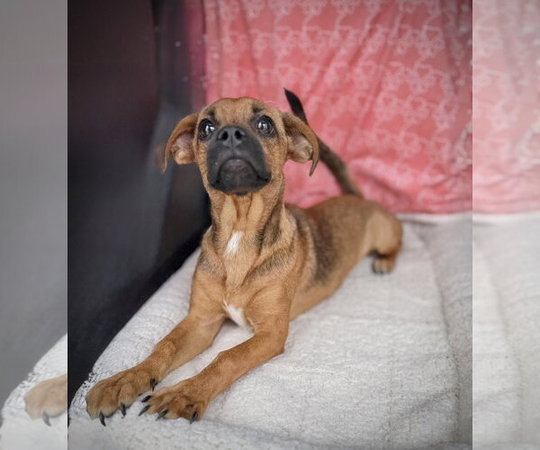 Medium Photo #3 Peagle Puppy For Sale in Oakhurst, NJ, USA