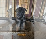 Small Photo #13 German Shepherd Dog Puppy For Sale in SUMPTER TWP, MI, USA