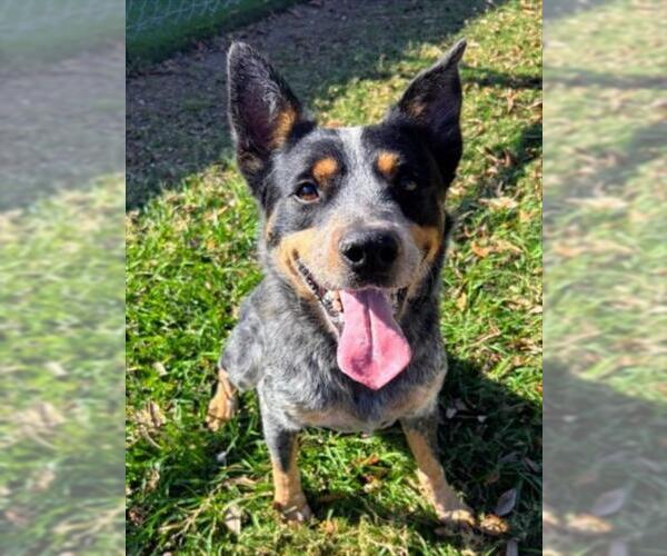 Medium Photo #1 Mutt Puppy For Sale in Texas City, TX, USA