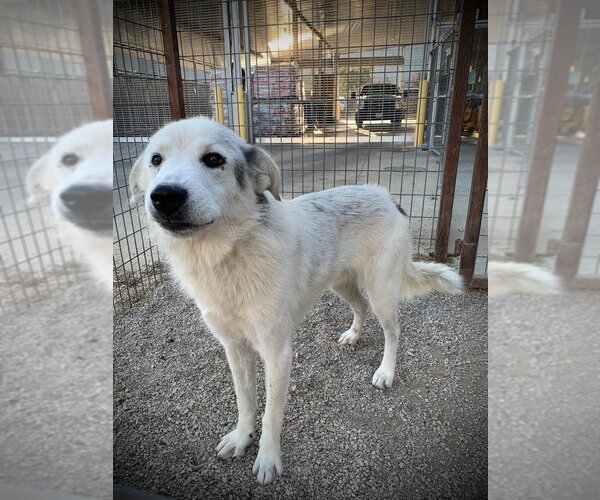 Medium Photo #9 Great Pyrenees-Unknown Mix Puppy For Sale in Flower Mound, TX, USA